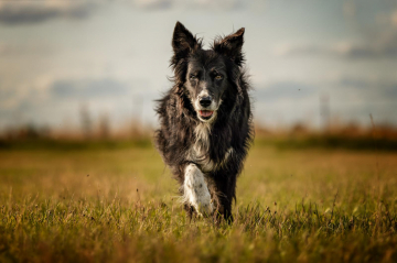 Enjoy My Life With The Spirit Of The Hawk