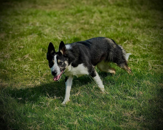 Preseli Peg