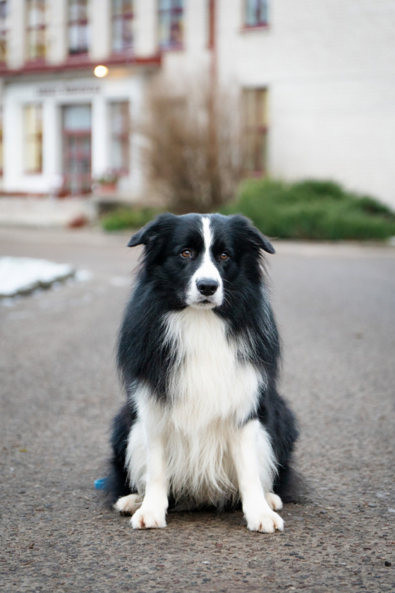 Barikenn Amoris VerTimo