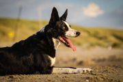 Floss From the Cottage of Harmony