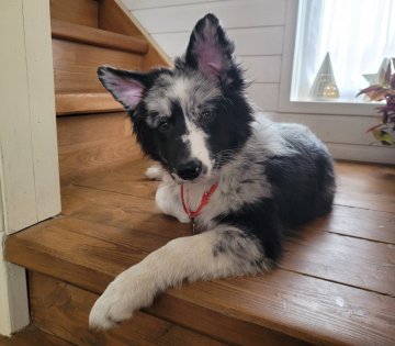 Zillions Of Shooting Stars