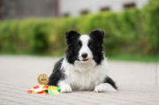 Dipsy King Stars Border Collies