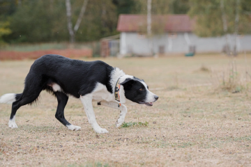 Ebony Nose Kelpie