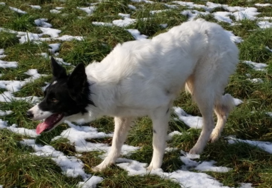 Bertie gOf Beaverdale
