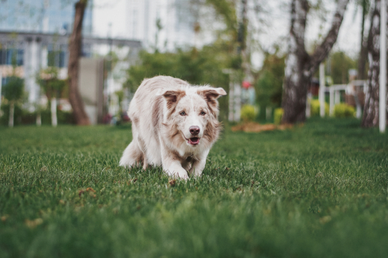 Maremania Bastian Balthasar Bux