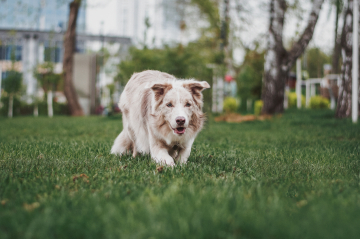 Maremania Bastian Balthasar Bux