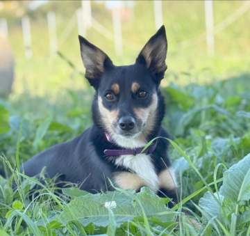 Fairy Dynasty Knock Out