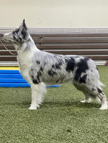 Maliband Elegance Of Winfly