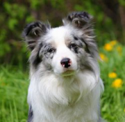 Charismatic Dog Majlia