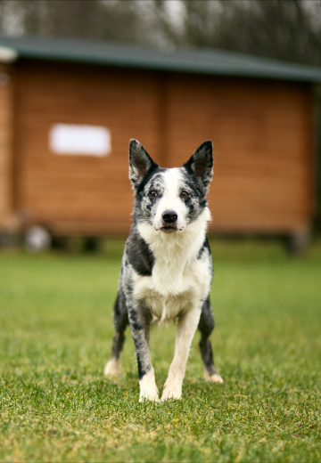 Dash With The Speed of Light