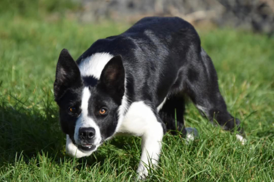Tweeddale Niki