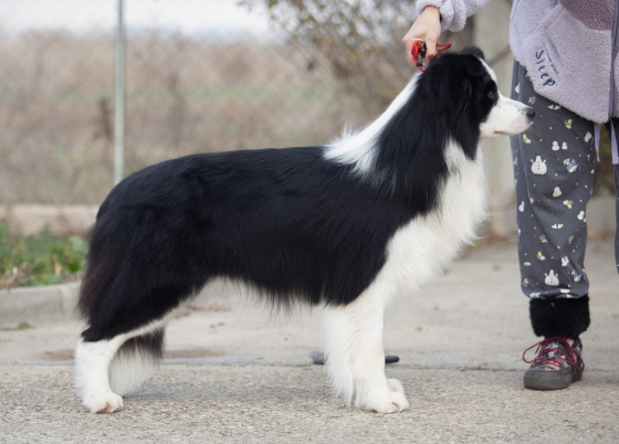 Smart As A Whip Everything Is Possible