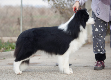 Smart As A Whip Everything Is Possible