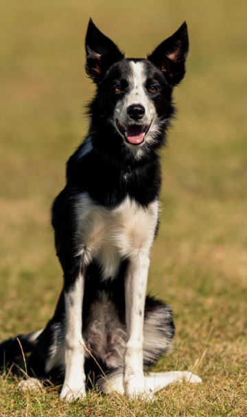 The Greatest Tai Shepter