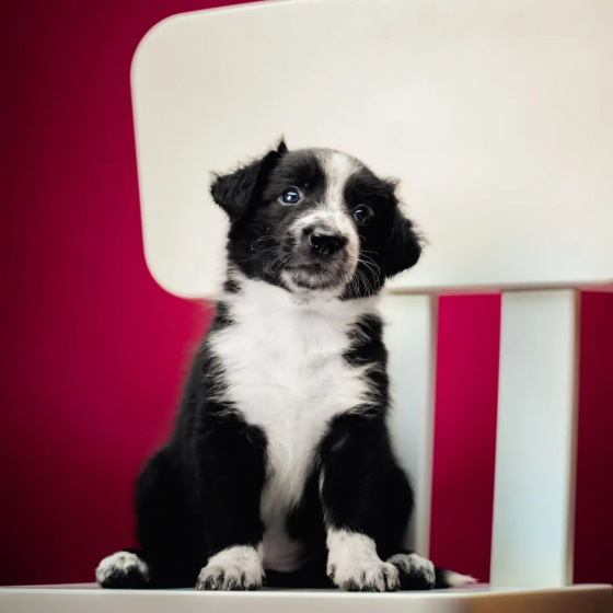 Divine Madness I Am Kyuuketsuki Born For You