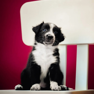 Divine Madness I Am Kyuuketsuki Born For You