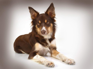 Here I'm Border Uforia Brownie