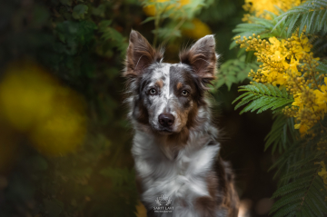 Moon Lx Shel of working wonders