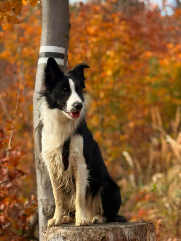 Jack The Ripper Slavic Squad