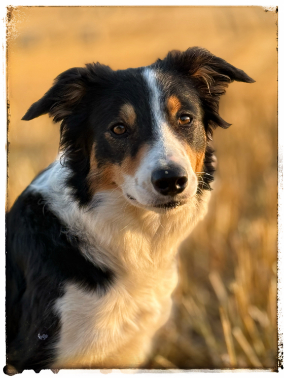 Mind The Dog Fay
