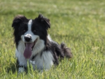 Xcellent Choice Jeffija