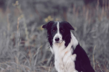 Kisses of Angel John Watson