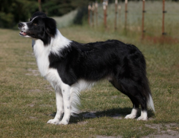 Dumf And Galwy Marauder