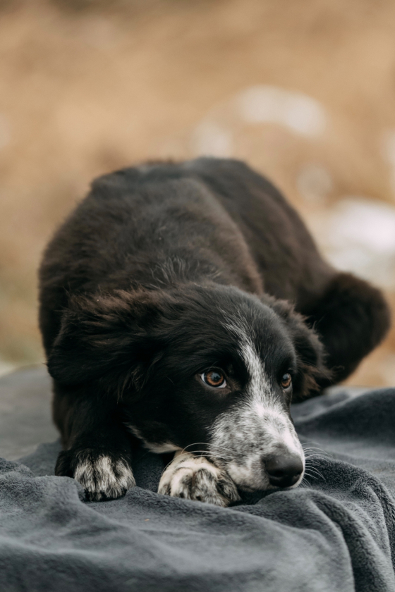 Brilliant Blik Paiper Dzhet