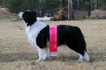 Qeltynn Say It Aint So