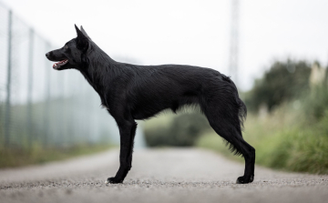 Black Panther Jumping Hunters