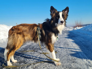 Sedalin AfiGe Family Geluzee