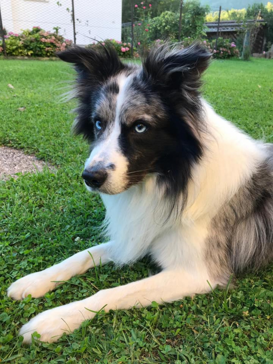 Fairy Dynasty Exodus