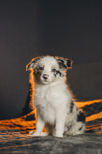 Bestiya Bezuderzhnogo Azarta