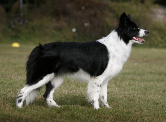 Dumf And Galwy Mesmerize