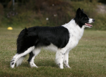 Dumf And Galwy Mesmerize