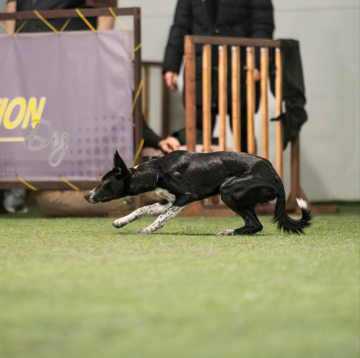 Rus Dendi Lot Rui Izumi