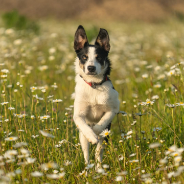 The Greatest Bolt Shepter
