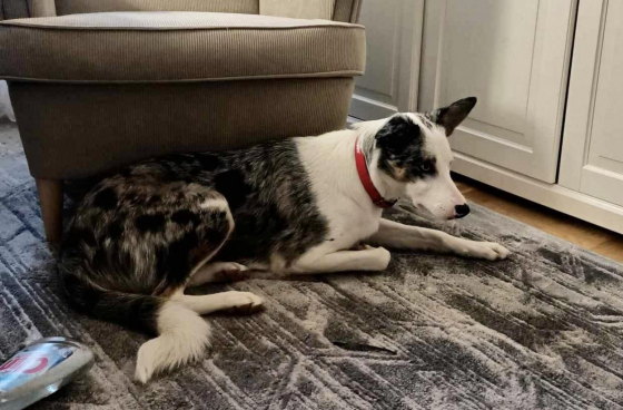 I Love Princessa Its my Dreamland