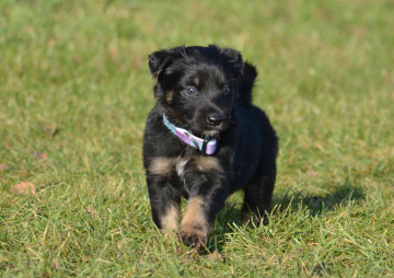 Dragon Aelxar Ultraviolet