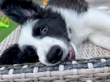 Camelot Royal Wisdom And Glory