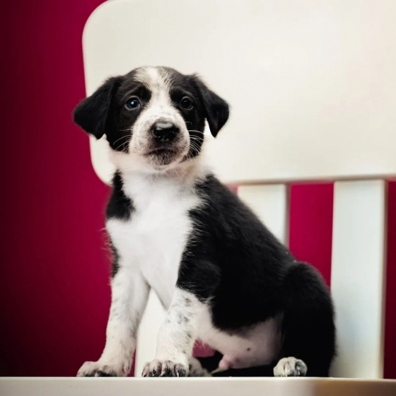 Divine Madness I Am Kodama Born For You