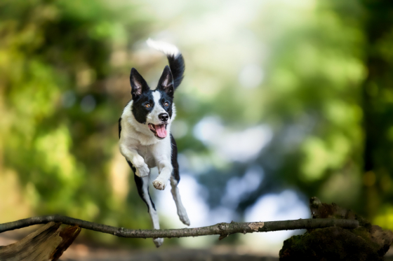 A Violet from Shark's Field