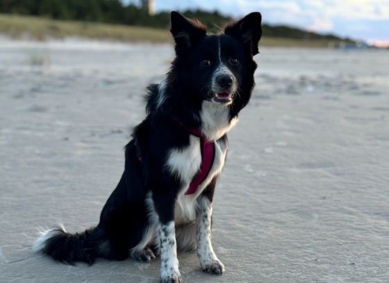 I Wonder from Real Dog Paradise