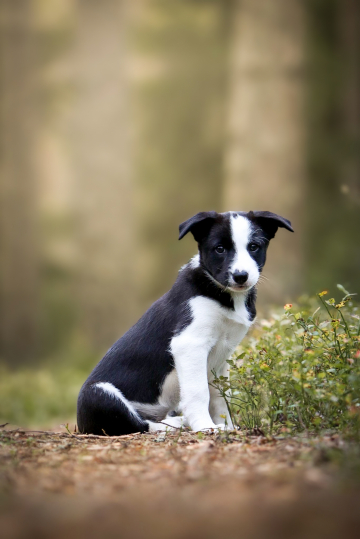 Maxspeed More Than Just Surviving