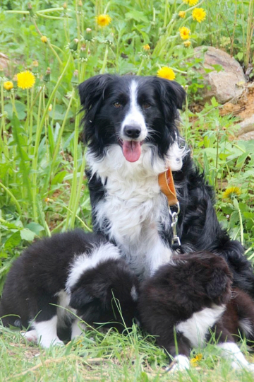 Abba Beautiful Dancing Queen