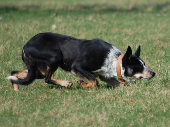 Swing Coyote MC Fly Dog
