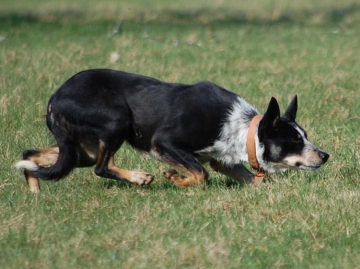 Swing Coyote MC Fly Dog