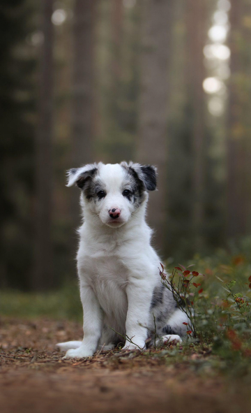 Maxspeed Many Happy Returns