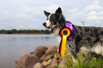 Toberoi Northern Lights