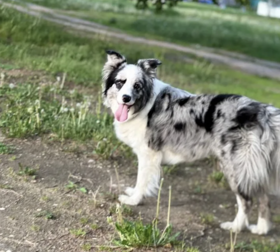 Sun Dance Hitraya Bestiya